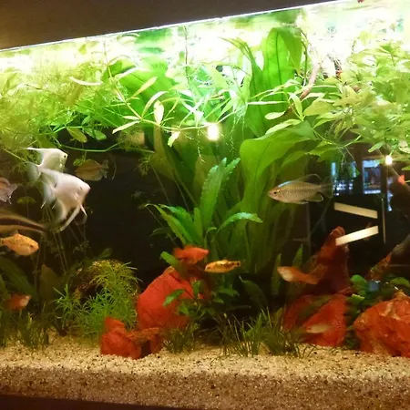 酒店 Bahnhof 因特拉肯