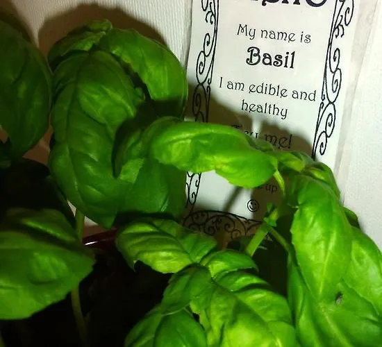 Bahnhof 因特拉肯